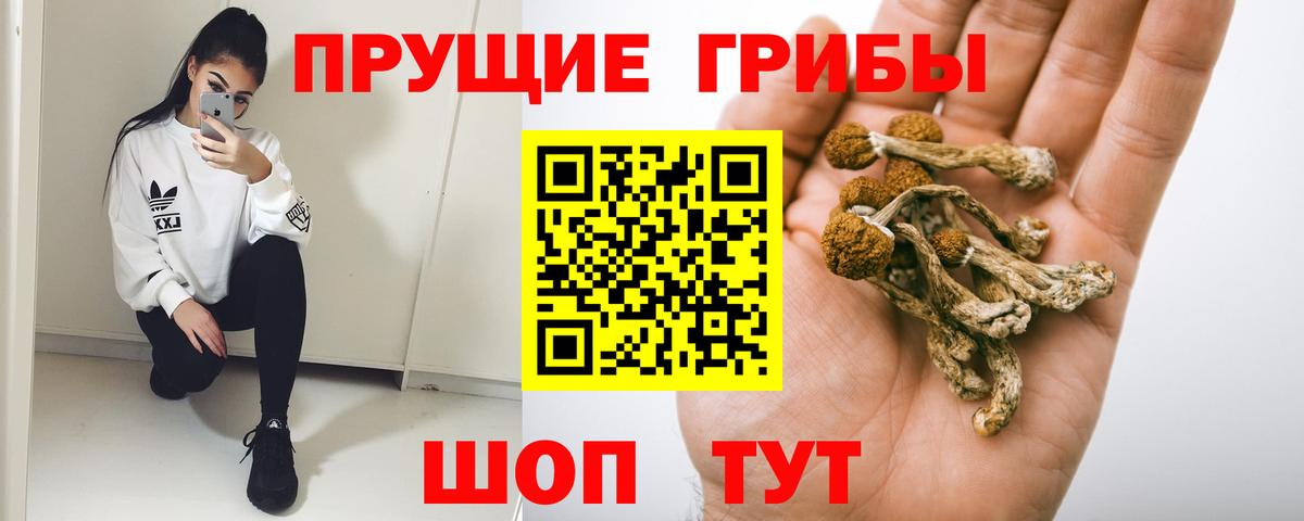 Галлюциногенные грибы Psilocybe  Вход с VPN  Ртищево 